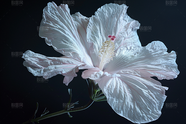木槿花夏季自然摄影图