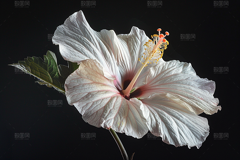 木槿花高清木棉摄影图