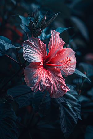 木槿花夏季花卉摄影图