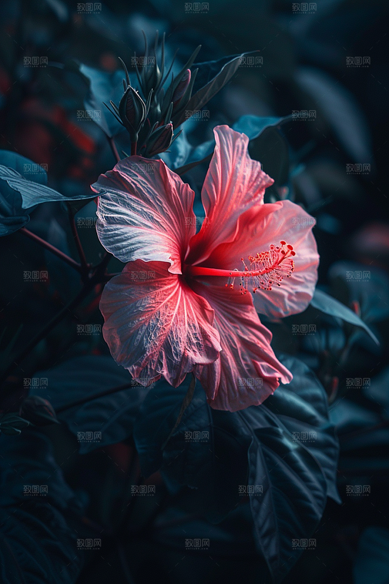 木槿花夏季花卉摄影图