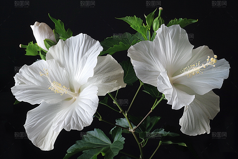 木槿花清新植物摄影图