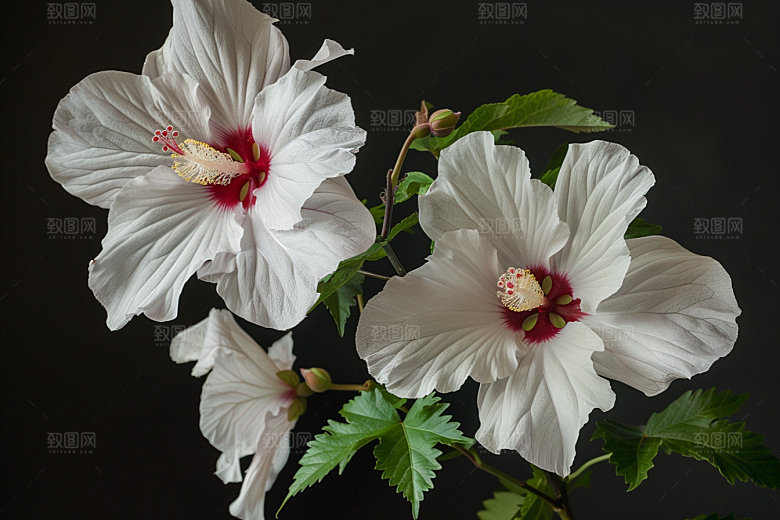 木槿花彩色自然摄影图