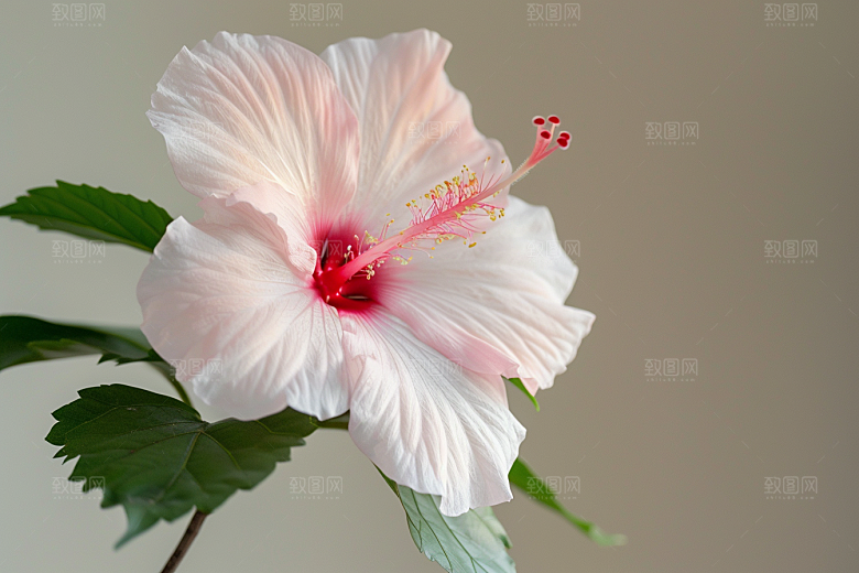 木槿花唯美花卉摄影图