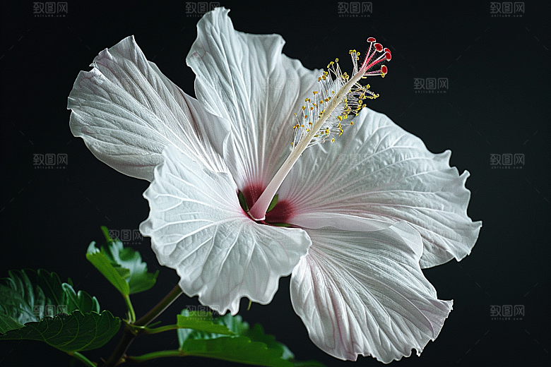 木槿花夏天植物摄影图