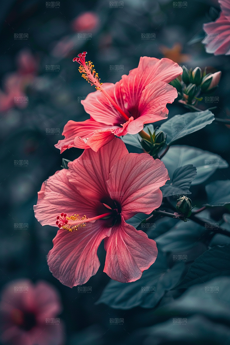 木槿花花卉植物摄影图