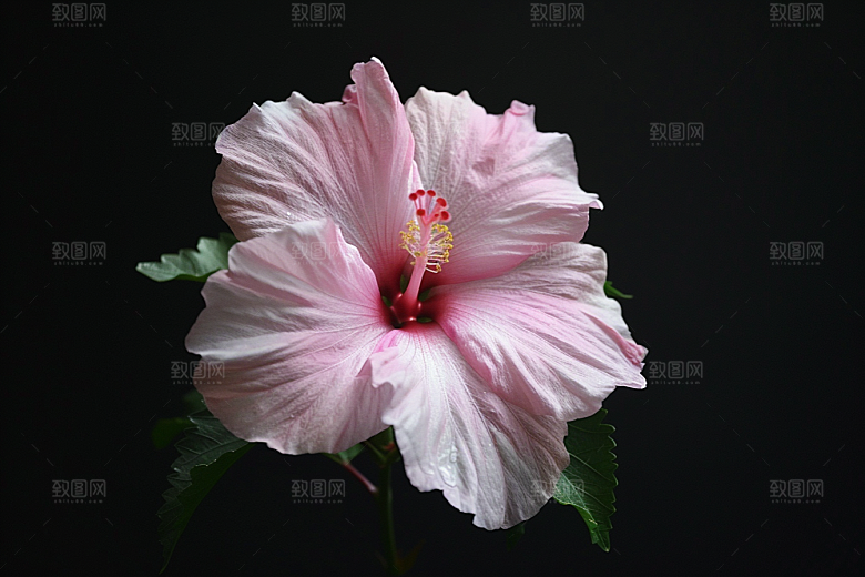 木槿花清新夏季摄影图
