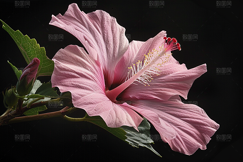 木槿花夏季木棉摄影图