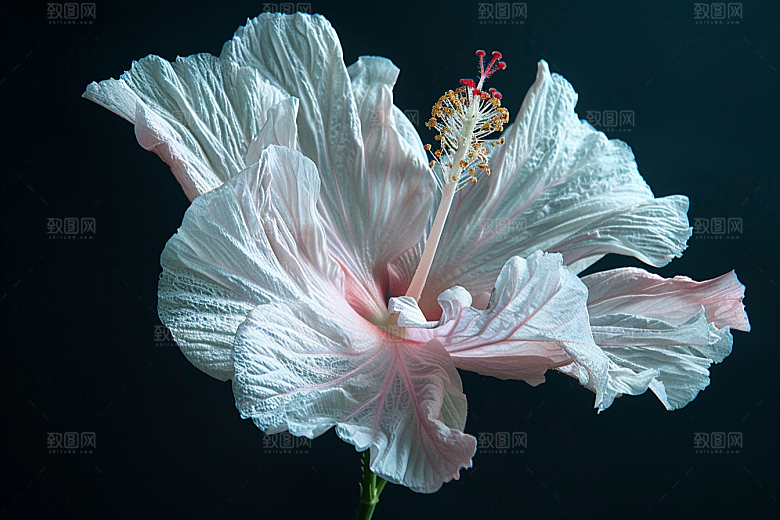 木槿花高清唯美摄影图