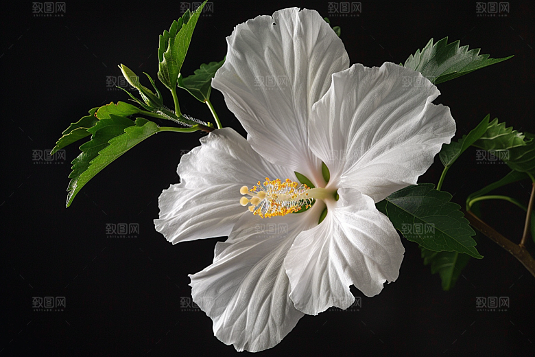 木槿花夏天花朵摄影图
