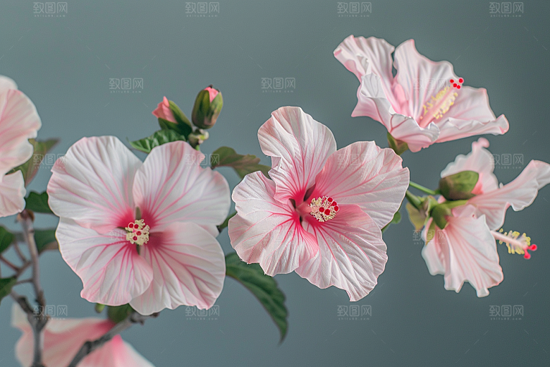 木槿花木棉夏天摄影图
