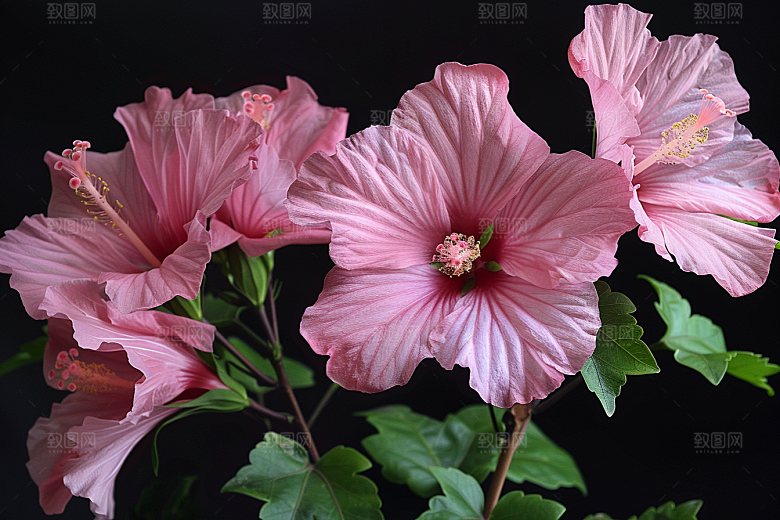 木槿花花卉清新摄影图