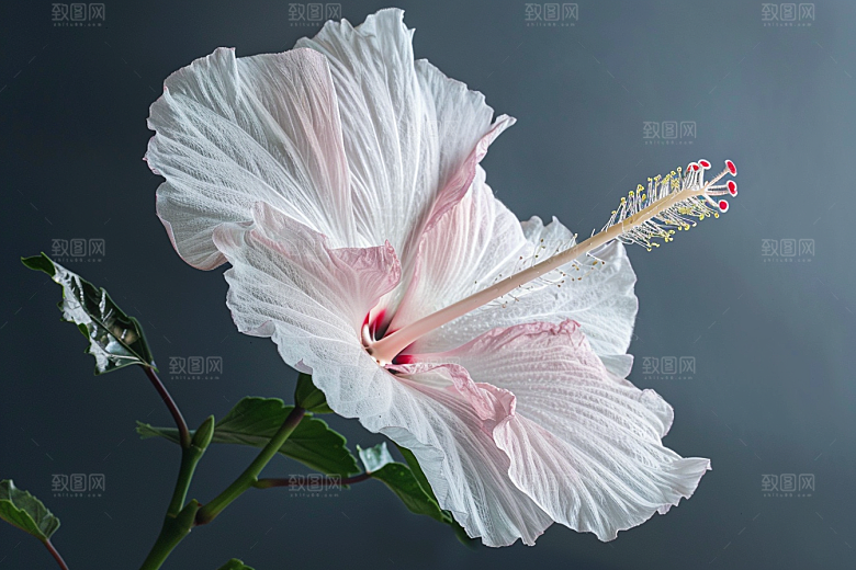 木槿花自然唯美摄影图