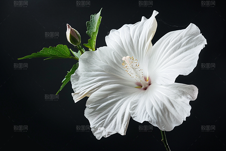 木槿花花卉高清摄影图