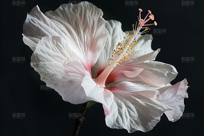 木槿花清新花卉摄影图