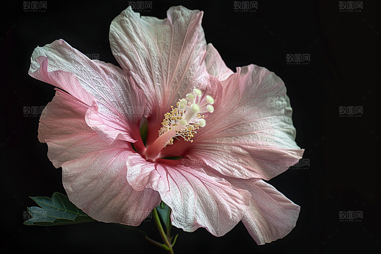 木槿花高清自然摄影图