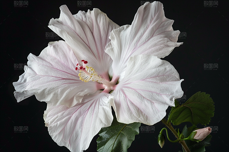 木槿花花朵夏天摄影图