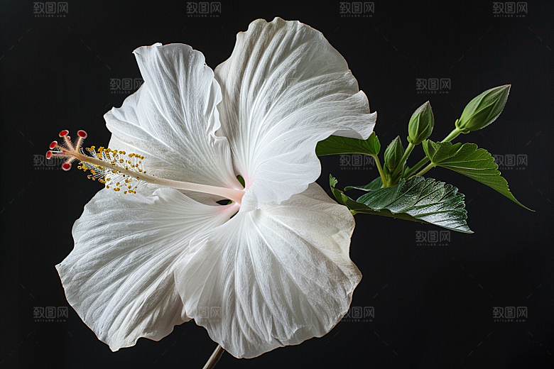 木槿花植物夏天摄影图