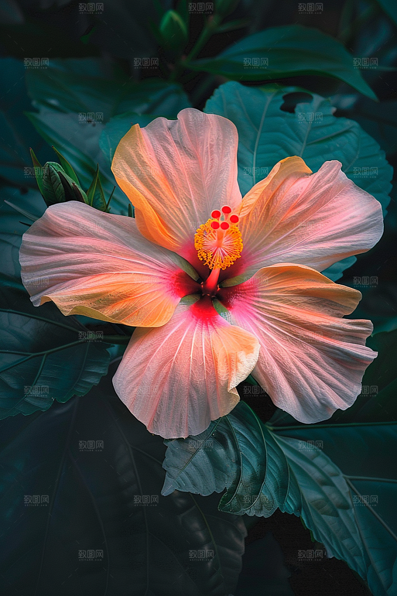 木槿花彩色清新摄影图