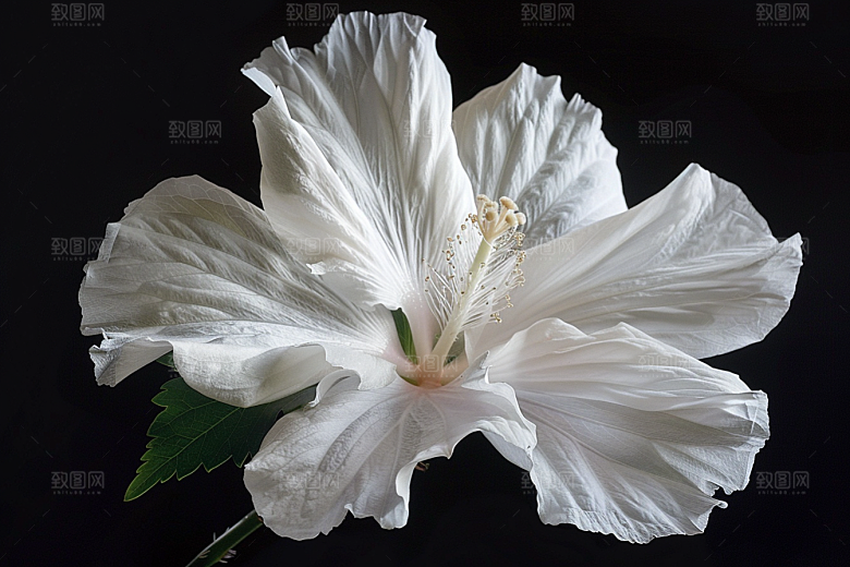 木槿花夏天花卉摄影图