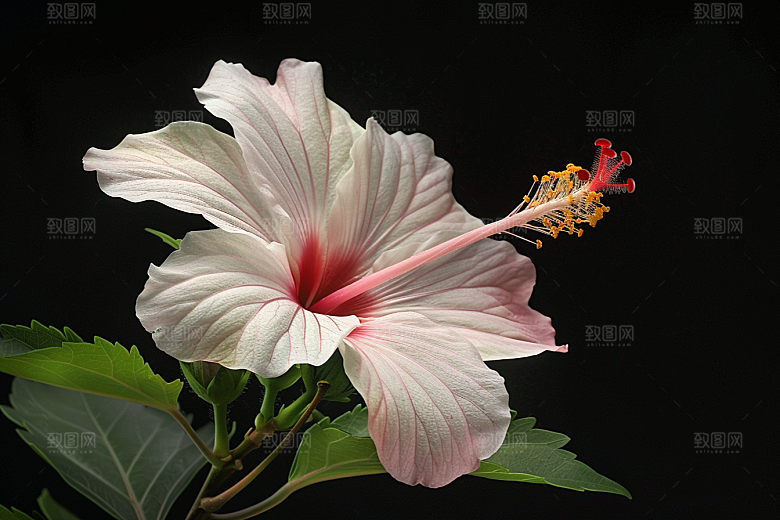 木槿花高清自然摄影图