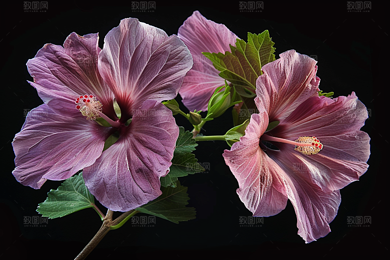 木槿花高清花卉摄影图
