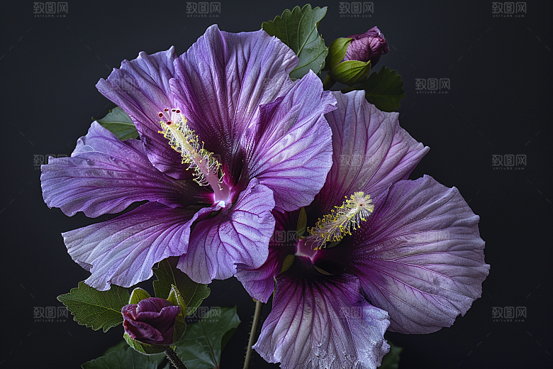 木槿花清新唯美摄影图