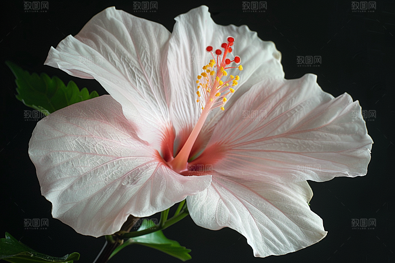 木槿花夏季清新摄影图