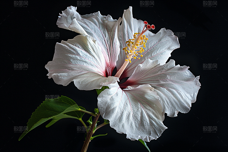 木槿花自然夏季摄影图