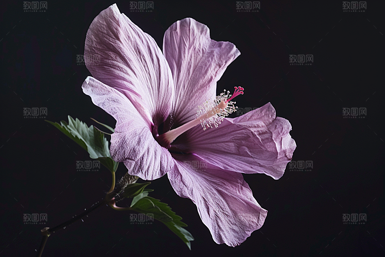 木槿花夏季植物摄影图