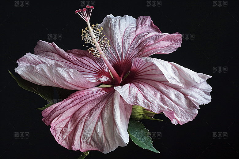 木槿花花朵唯美摄影图