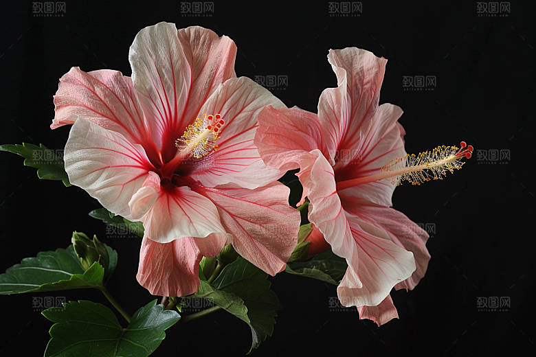 木槿花彩色自然摄影图