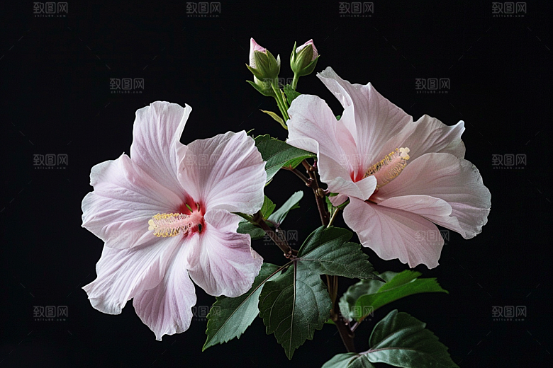 木槿花唯美花朵摄影图
