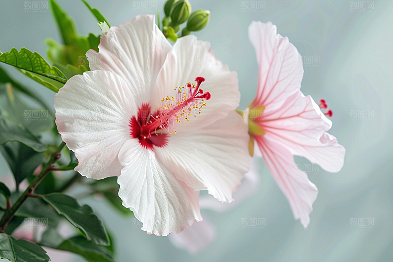 木槿花夏天彩色摄影图