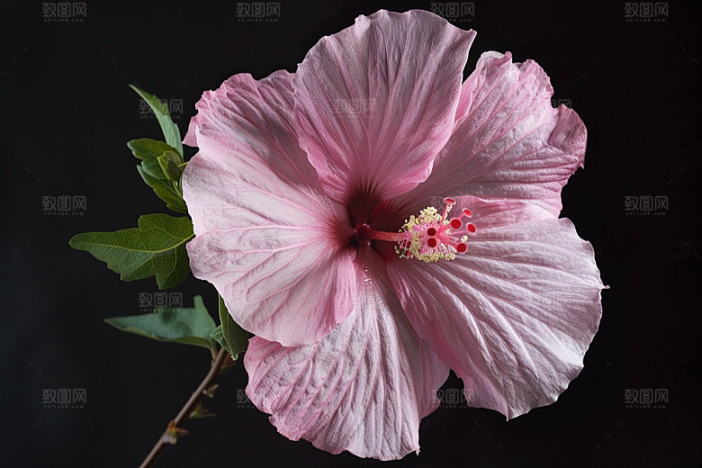 木槿花花朵夏天摄影图