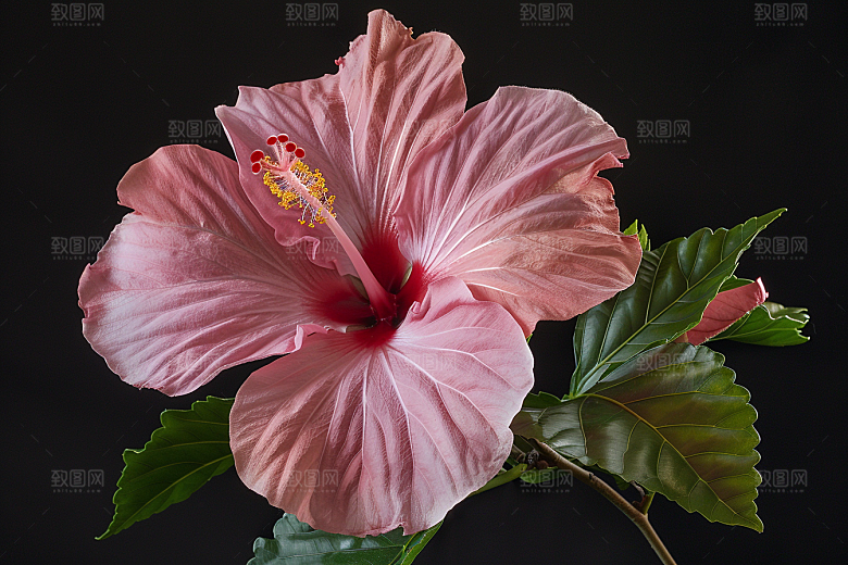 木槿花夏季唯美摄影图