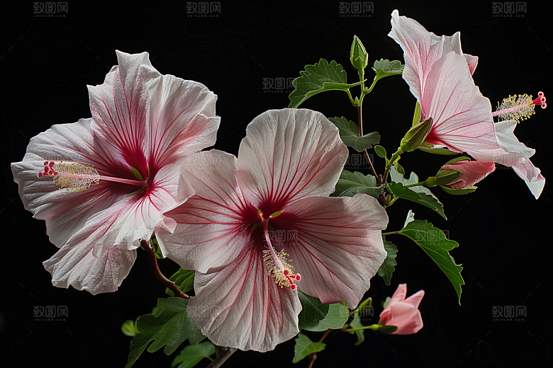 木槿花花卉夏天摄影图