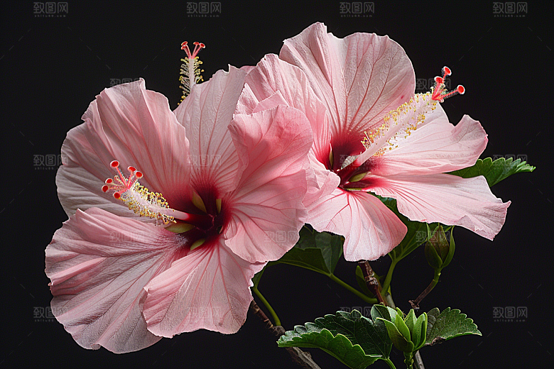 木槿花花卉清新摄影图