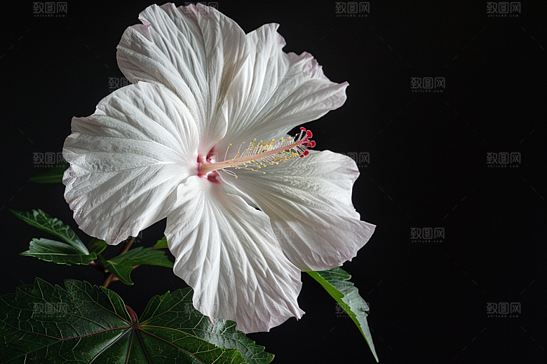 木槿花植物夏季摄影图