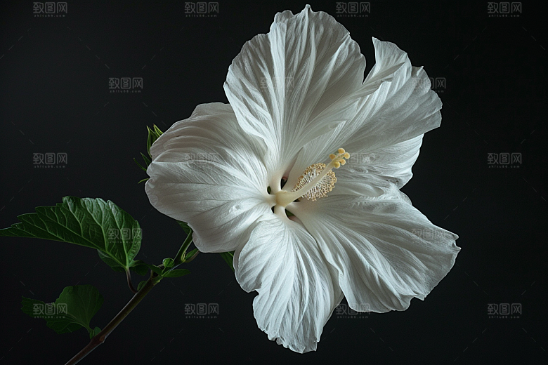 木槿花清新自然摄影图
