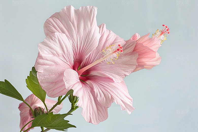 木槿花夏天高清摄影图