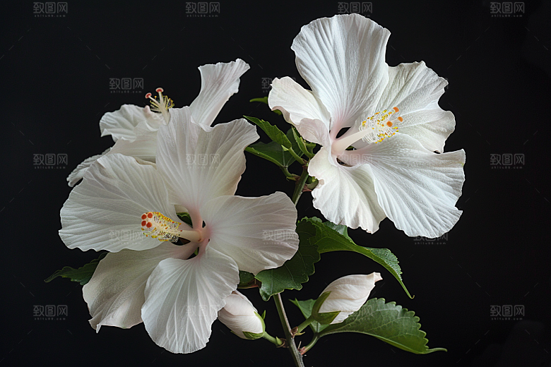 木槿花高清清新摄影图
