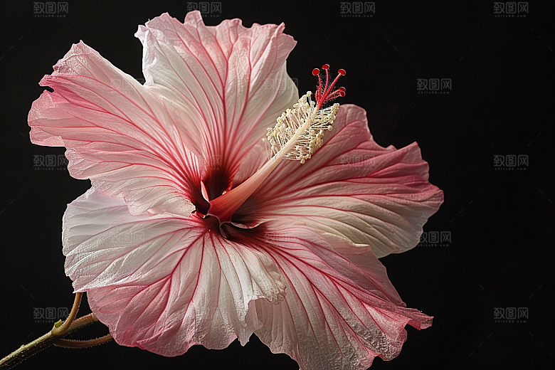 木槿花花朵夏天摄影图