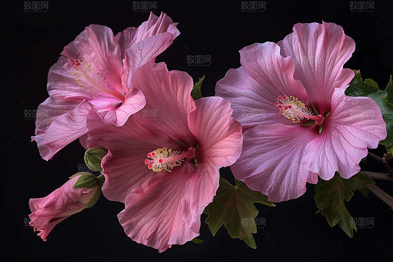 木槿花木棉夏天摄影图