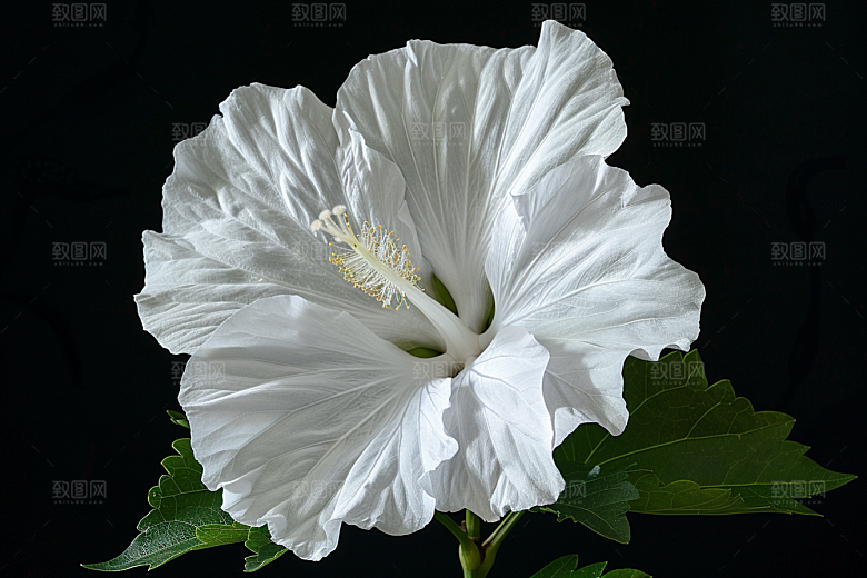 木槿花彩色花卉摄影图