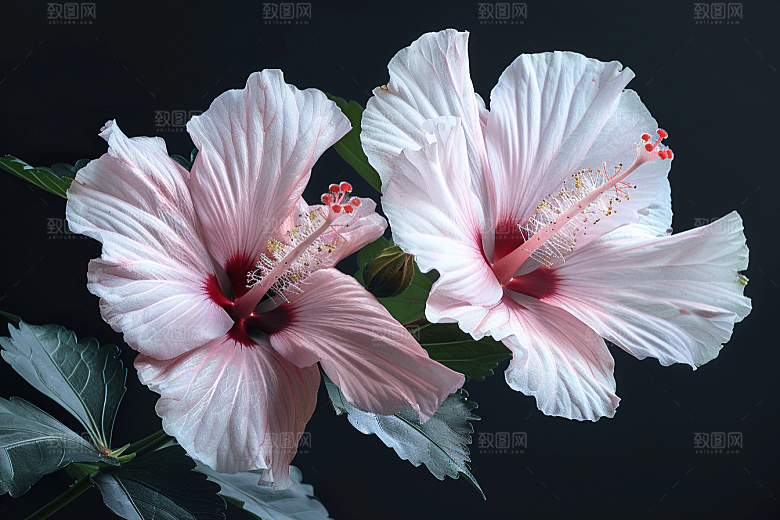 木槿花木棉夏季摄影图