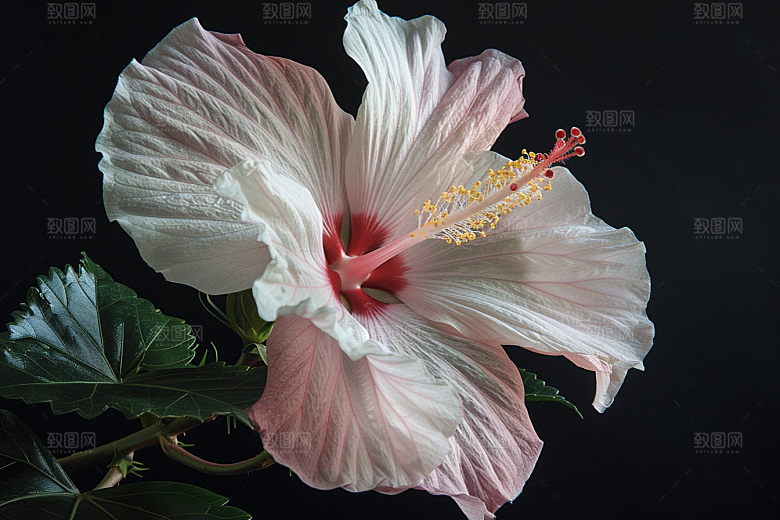 木槿花植物高清摄影图
