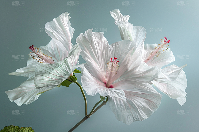 木槿花夏天夏季摄影图