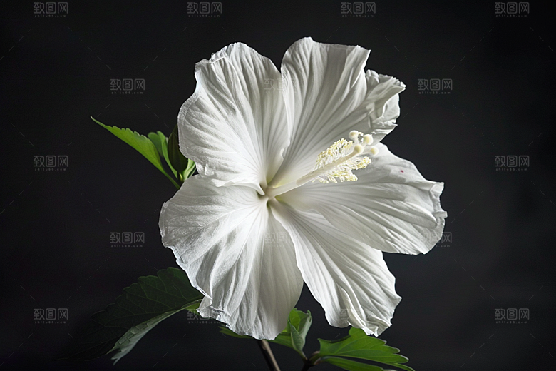 木槿花高清夏季摄影图