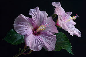 木槿花花卉夏天摄影图