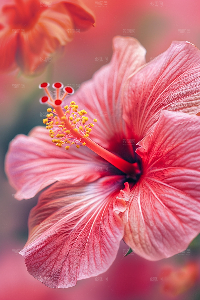 木槿花花卉高清摄影图